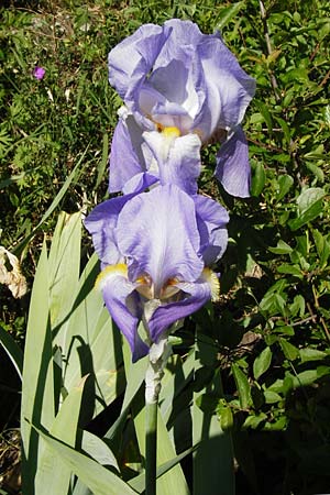 Iris pallida \ Blasse Schwertlilie / Dalmatian Iris, D Hemsbach 18.5.2015