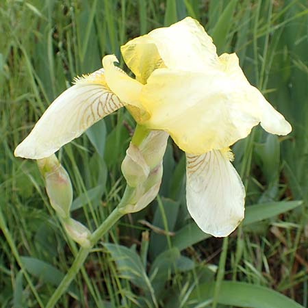 Iris flavescens \ Gelbe Schwertlilie / Lemonyellow Iris, D Seeheim an der Bergstraße 12.5.2020