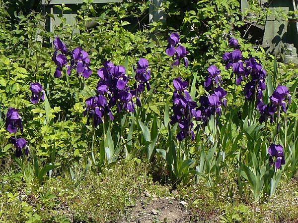 Iris germanica \ Deutsche Schwertlilie / German Iris, D Mannheim 6.5.2016