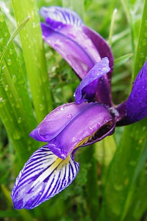 Iris graminea \ Pflaumenduft-Iris, Gras-Schwertlilie / Plum-scented Iris, D Gerolzhofen-Sulzheim 1.6.2015