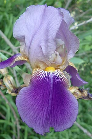 Iris neglecta \ Hornemanns Schwertlilie, D Weinheim an der Bergstraße 28.5.2017