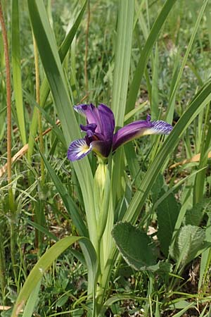Iris graminea \ Pflaumenduft-Iris, Gras-Schwertlilie / Plum-scented Iris, D Gerolzhofen-Sulzheim 17.5.2018
