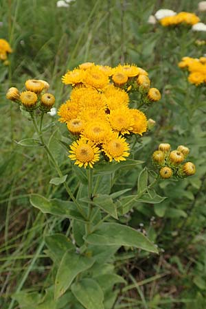 Pentanema germanicum \ Deutscher Alant, D Grünstadt-Asselheim 16.6.2018