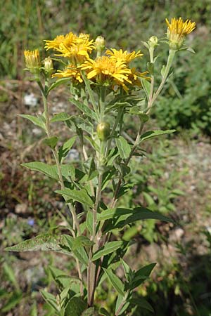 Pentanema helveticum \ Schweizer Alant, D Grißheim 16.7.2019