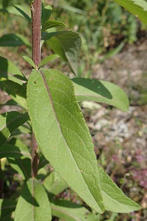 Pentanema helveticum \ Schweizer Alant, D Grißheim 16.7.2019