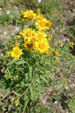 Pentanema helveticum \ Schweizer Alant, D Grißheim 16.7.2019