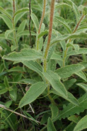 Pentanema hirtum \ Rauer Alant, D Thüringen, Erfurt 6.6.2022