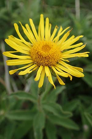 Pentanema hirtum \ Rauer Alant / Hairy Fleabane, D Thüringen, Erfurt 6.6.2022