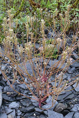 Iberis linifolia subsp. boppardensis \ Bopparder Schleifenblume, D Botan. Gar.  Universit.  Mainz 13.9.2008