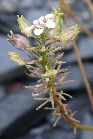 Iberis linifolia subsp. boppardensis \ Bopparder Schleifenblume / Boppard Candytuft, D Botan. Gar.  Universit.  Mainz 13.9.2008