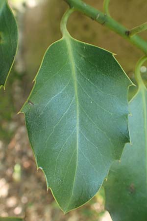 Ilex aquifolium \ Stechpalme / Holly, D Heidelberg 29.4.2017