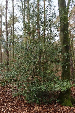 Ilex aquifolium \ Stechpalme, D Mannheim 11.2.2019