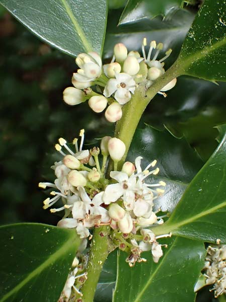 Ilex aquifolium \ Stechpalme, D Heidelberg 3.5.2020