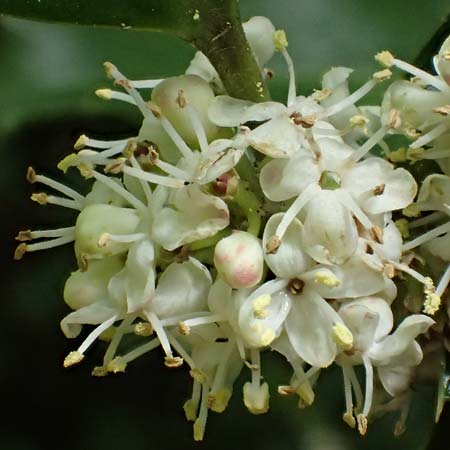 Ilex aquifolium / Holly, D Heidelberg 3.5.2020