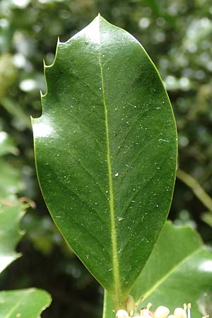 Ilex aquifolium / Holly, D Heidelberg 3.5.2020