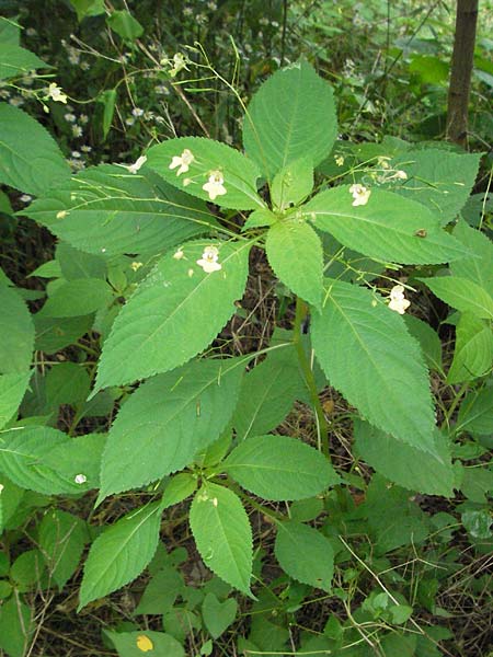 Impatiens parviflora \ Kleinbltiges Springkraut / Small Balsam, D Babenhausen 11.8.2007