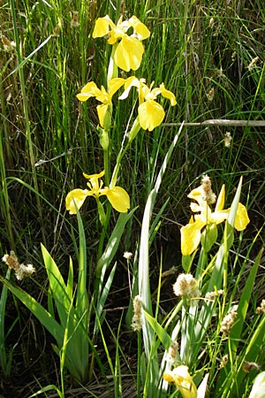 Iris pseudacorus \ Gelbe Schwertlilie, D Gimbsheim 11.5.2015