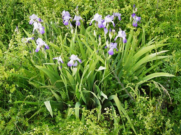 Iris pallida ? \ Blasse Schwertlilie, D Blaubeuren 2.6.2015