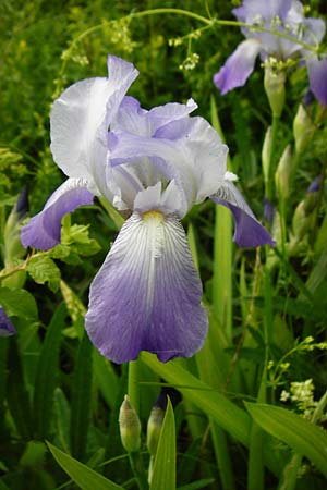 Iris pallida ? \ Blasse Schwertlilie, D Blaubeuren 2.6.2015