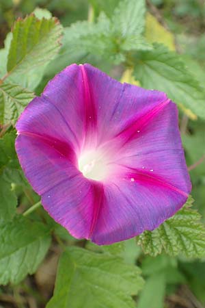 Ipomoea purpurea \ Trichter-Winde, Violette Prunk-Winde / Purple Morning Glory, D Mannheim 12.9.2015