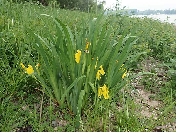 Iris pseudacorus \ Gelbe Schwertlilie / Yellow Iris, D Köln-Zündorf 23.5.2018