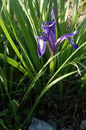 Iris ruthenica \ Ruthenische Schwertlilie, Siebenbrger Gras-Schwertlilie / Ever-Blooming Iris, Russian Iris, D Botan. Gar.  Universit.  Heidelberg 21.4.2016