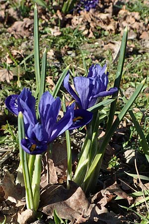 Iris reticulata \ Netzblatt-Schwertlilie, Zwiebel-Iris / Netted Iris, Dwarf Iris, D Ludwigshafen 9.3.2022