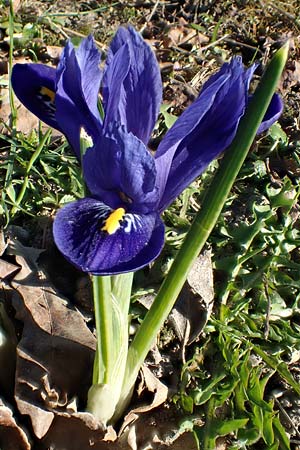 Iris reticulata \ Netzblatt-Schwertlilie, Zwiebel-Iris / Netted Iris, Dwarf Iris, D Ludwigshafen 9.3.2022