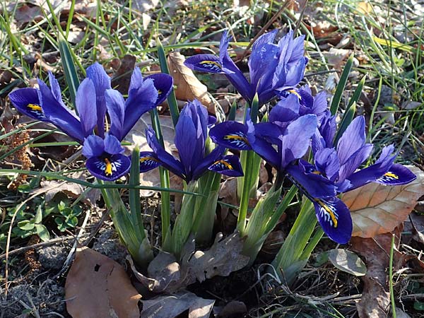 Iris reticulata \ Netzblatt-Schwertlilie, Zwiebel-Iris / Netted Iris, Dwarf Iris, D Ludwigshafen 9.3.2022