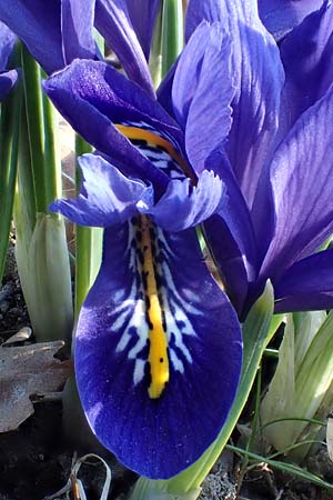 Iris reticulata \ Netzblatt-Schwertlilie, Zwiebel-Iris, D Ludwigshafen 9.3.2022