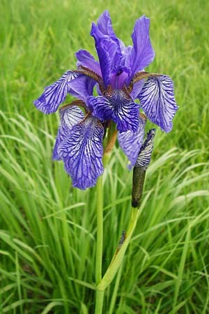 Iris sibirica \ Sibirische Schwertlilie / Siberian Iris, D Grettstadt 1.6.2015