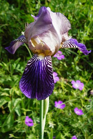 Iris sambucina \ Holunder-Schwertlilie / Elder-Scented Iris, D Tübingen 3.6.2015