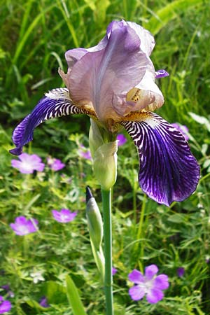 Iris sambucina \ Holunder-Schwertlilie / Elder-Scented Iris, D Tübingen 3.6.2015