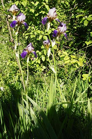 Iris sambucina \ Holunder-Schwertlilie / Elder-Scented Iris, D Tübingen 3.6.2015