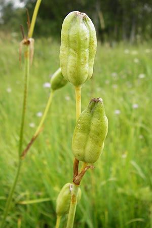 Iris sibirica \ Sibirische Schwertlilie / Siberian Iris, D Grettstadt 18.7.2015