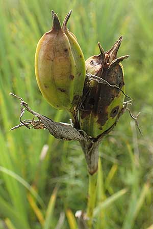 Iris spuria \ Bastard-Schwertlilie, D Groß-Gerau 28.7.2017