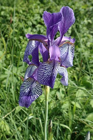 Iris sibirica \ Sibirische Schwertlilie / Siberian Iris, D Groß-Gerau 28.5.2018