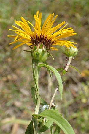 Pentanema salicinum \ Weidenblttriger Alant / Irish Fleabane, D Grißheim 25.6.2018