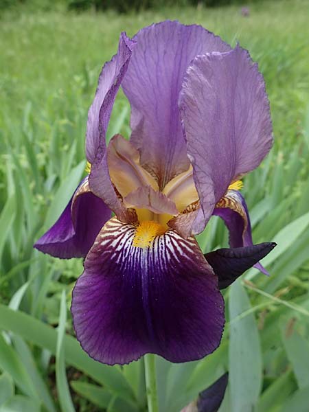 Iris cultivar \ Schwertlilien-Zuchtform / Cultivated Iris Form, D Weinheim an der Bergstraße 18.5.2019