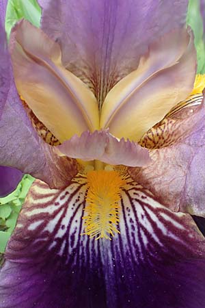 Iris cultivar \ Schwertlilien-Zuchtform / Cultivated Iris Form, D Weinheim an der Bergstraße 18.5.2019