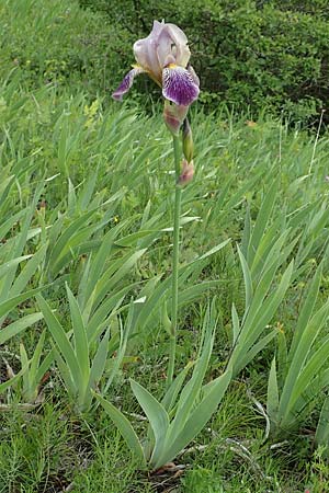 Iris squalens \ Schmutziggelbe Schwertlilie / Brown-flowered Iris, D Werbach 29.5.2019