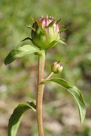 Pentanema salicinum \ Weidenblttriger Alant / Irish Fleabane, D Grißheim 16.7.2019