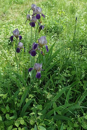 Iris sambucina \ Holunder-Schwertlilie / Elder-Scented Iris, D Pforzheim 12.6.2021