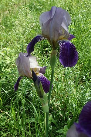 Iris sambucina \ Holunder-Schwertlilie / Elder-Scented Iris, D Pforzheim 12.6.2021