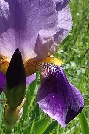 Iris sambucina \ Holunder-Schwertlilie / Elder-Scented Iris, D Weinheim an der Bergstraße 25.5.2023