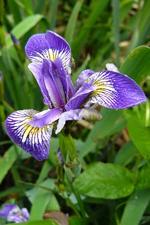 Iris versicolor \ Verschiedenfarbige Schwertlilie, Schillernde Schwertlilie / Wild Iris, D Biebergemünd 1.6.2015