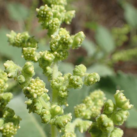 Iva xanthiifolia \ Schlagkraut / Marsh Elder, D Ludwigshafen 29.8.2018