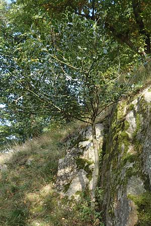 Ilex aquifolium \ Stechpalme, D Heidelberg 22.9.2017