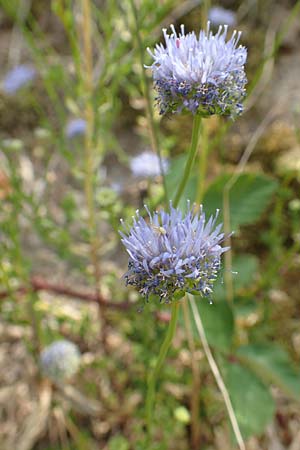 Jasione montana \ Berg-Sandglckchen, Schaf-Rapunzel, D Schwarzwald, Ottenhöfen 3.7.2018