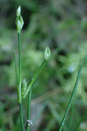 Juncus bulbosus \ Zwiebel-Binse / Bulbous Rush, D Hunsrück, Börfink 18.7.2022